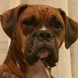 Meet your Posher, Max